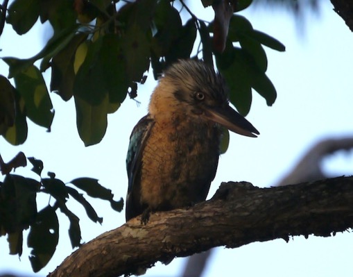 kookabaraLaura