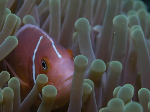 reef11Pink Anemonefish 2