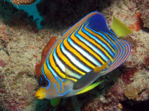 reef16Regal Angelfish