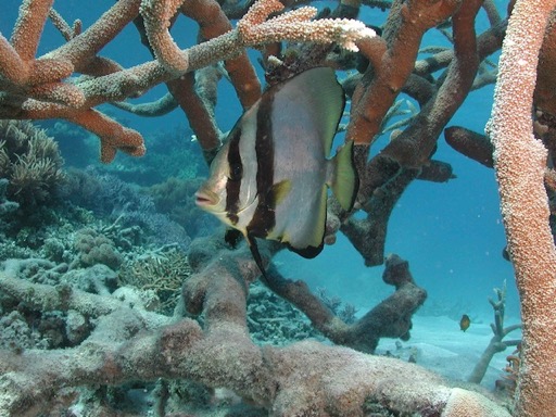 reef17Round Batfish