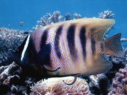 reef17Six-Banded Angelfish