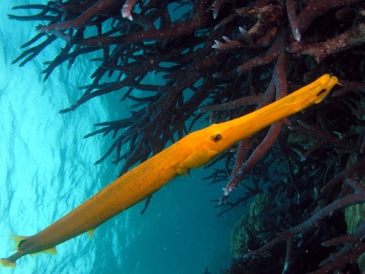 reef28Yellow Trumpetfish