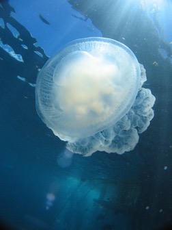 reef3Jellyfish