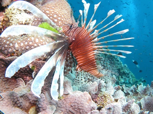 reef4Lionfish 3