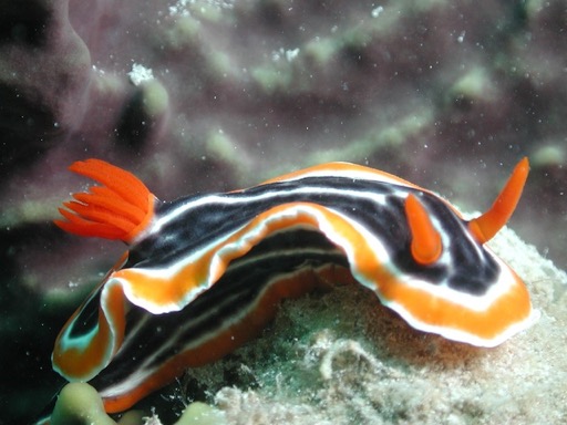 reef8Nudibranch 1