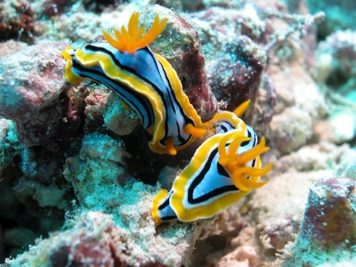 reef9Nudibranch 2