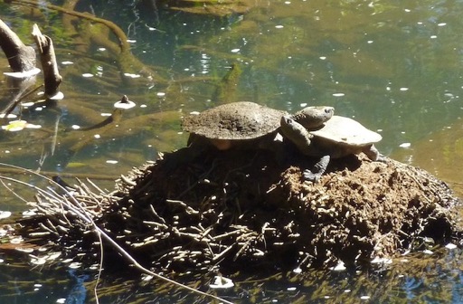 tortueplaty1