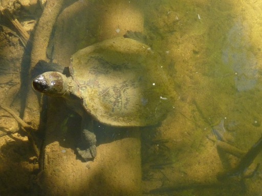 tortueplaty2