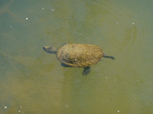 tortueplaty4