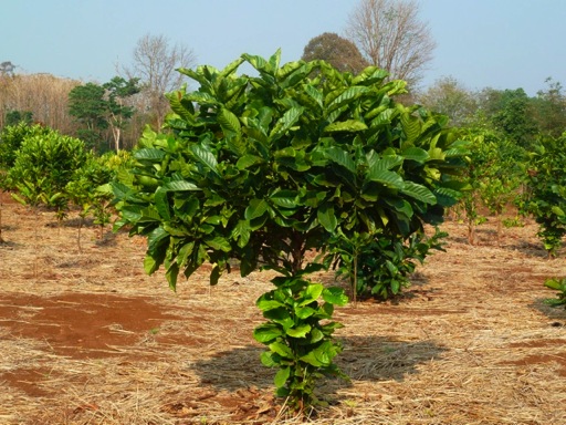 kfé3