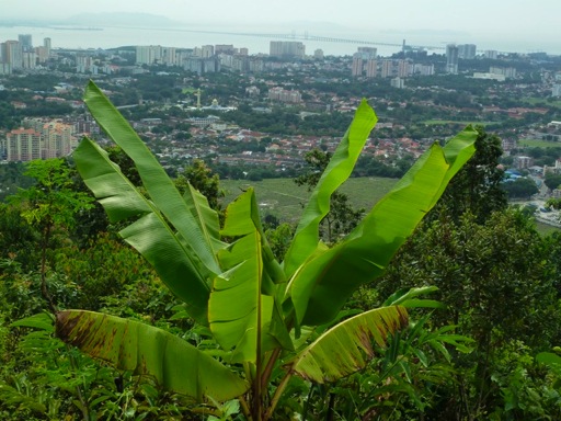 penang1