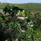 Caf en fleurs, ES