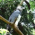 Harpy eagle, Pa