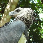 Harpy eagle, Pa