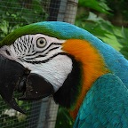 perroquet bleu