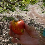 noix de cajou