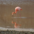 *flamant rose Floreana