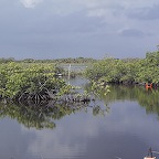 mangrove Blize
