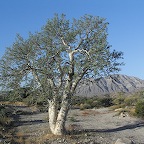 Elephant tree