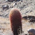Barril cactus