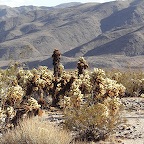 Teddybear Cholla cactus