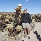 Teddybear Cholla cactus