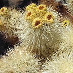 Teddybear cholla cact