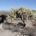 Chain fruit cholla