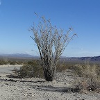 Ocotillo