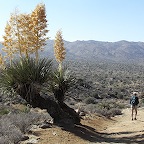 Yuccas, Joshua tree park