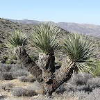 Yucca, Joshua tree park