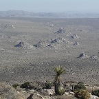 Yuccas, Joshua tree park