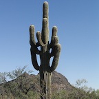 Saguaro 170 ans