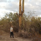 Saguaro 200 ans ?