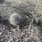 Saguaro 10 ans