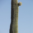 Saguaro+petit bras