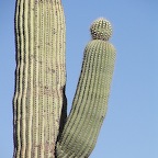 Saguaro+doubl !