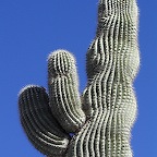 Saguaro tremblant !