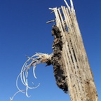 Saguaro mort