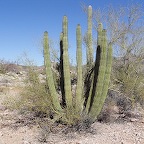 Organ pipe cactus