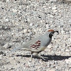 Gambel's quail