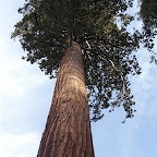 Mariposa Sequoia