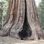 Mariposa Sequoia