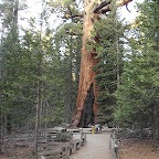 Mariposa Sequoia