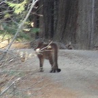 cougar, Yosemite