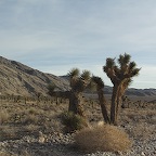 DV Joshua tree