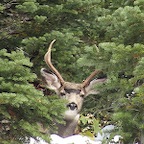 Mule deer AB