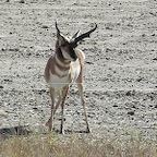 Antilopes MT