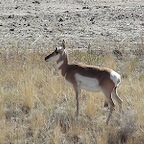 Antilopes MT