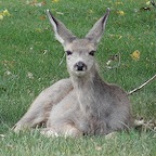 Waterton,NP,AB